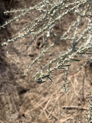 Atriplex canescens