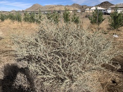 Atriplex canescens
