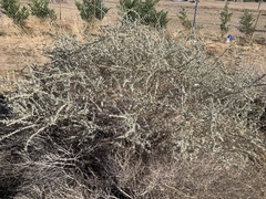 Atriplex canescens