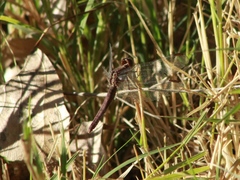 Erythrodiplax basifusca