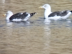 Larus fuscus