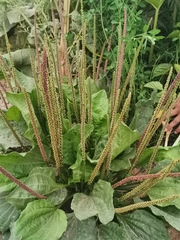 Plantago