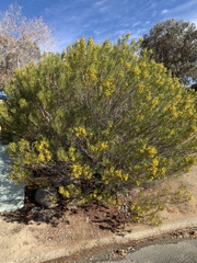 Senna artemisioides
