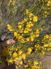 Senna artemisioides