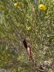 Senna artemisioides
