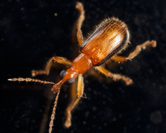 Eugnamptus cinctus