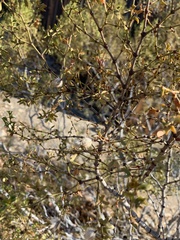 Larrea tridentata
