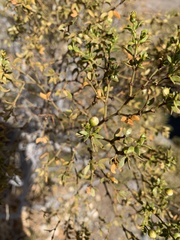 Larrea tridentata