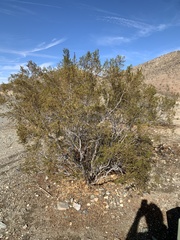 Larrea tridentata