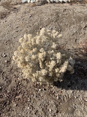 Asteraceae