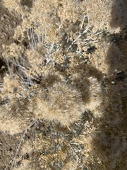 Asteraceae