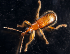 Eugnamptus cinctus