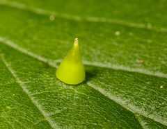 Celticecis spiniformis