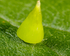 Celticecis spiniformis