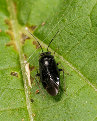 Slaterocoris