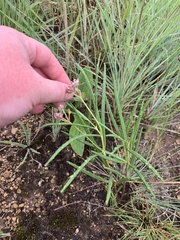 Asclepias cucullata cucullata