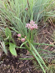 Asclepias cucullata cucullata
