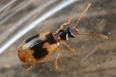 Lebia fuscata