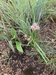 Asclepias cucullata cucullata
