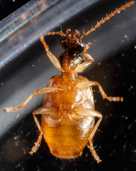 Lebia fuscata