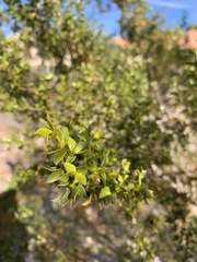 Magnoliopsida
