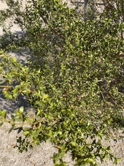 Magnoliopsida