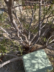 Magnoliopsida