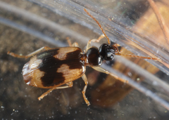 Lebia fuscata