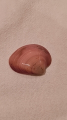 Eucallista purpurata