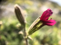Silene ornata