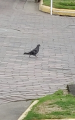 Columba livia domestica