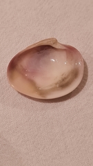 Eucallista purpurata
