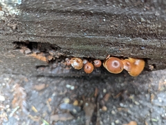 Xeromphalina brunneola