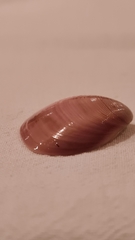Eucallista purpurata
