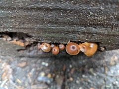 Xeromphalina brunneola