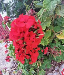 Pelargonium × hybridum