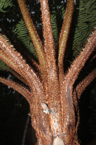 Cyathea squamipes