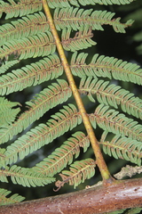 Cyathea squamipes