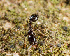 Monomorium minimum