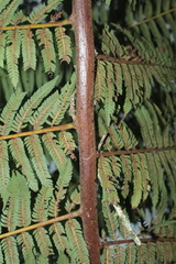 Cyathea squamipes
