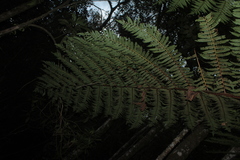 Cyathea squamipes