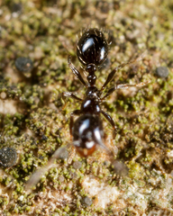 Monomorium minimum