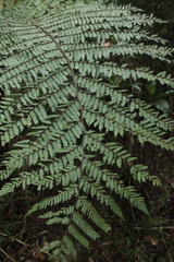 Cyathea squamipes