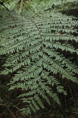 Cyathea squamipes