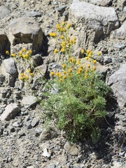 Packera eurycephala lewisrosei