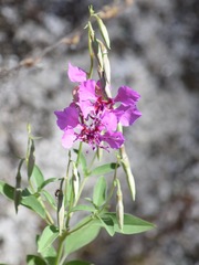 Clarkia mildrediae mildrediae
