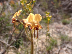 Diuris brachyscapa