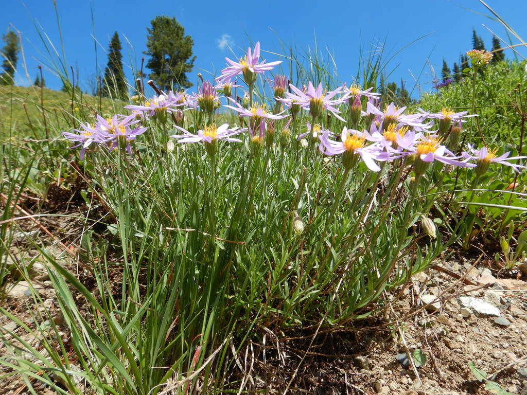 Rocky Mountain Aster