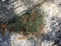 Eremogone cliftonii