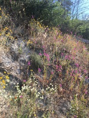 Clarkia mildrediae mildrediae